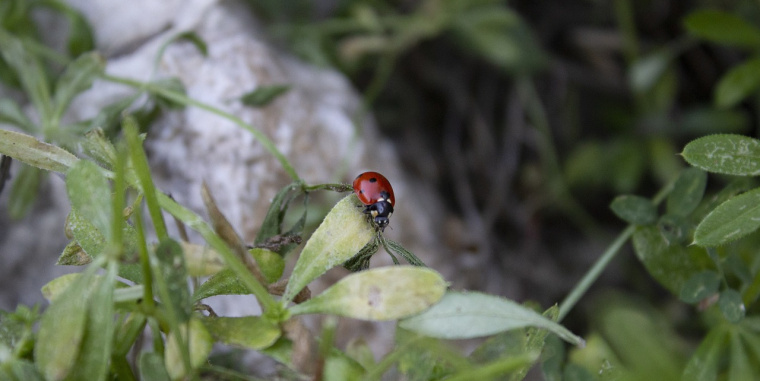 Chatting with Ana Vovk in the rhythm of nature: Why is it important to live in harmony with nature?